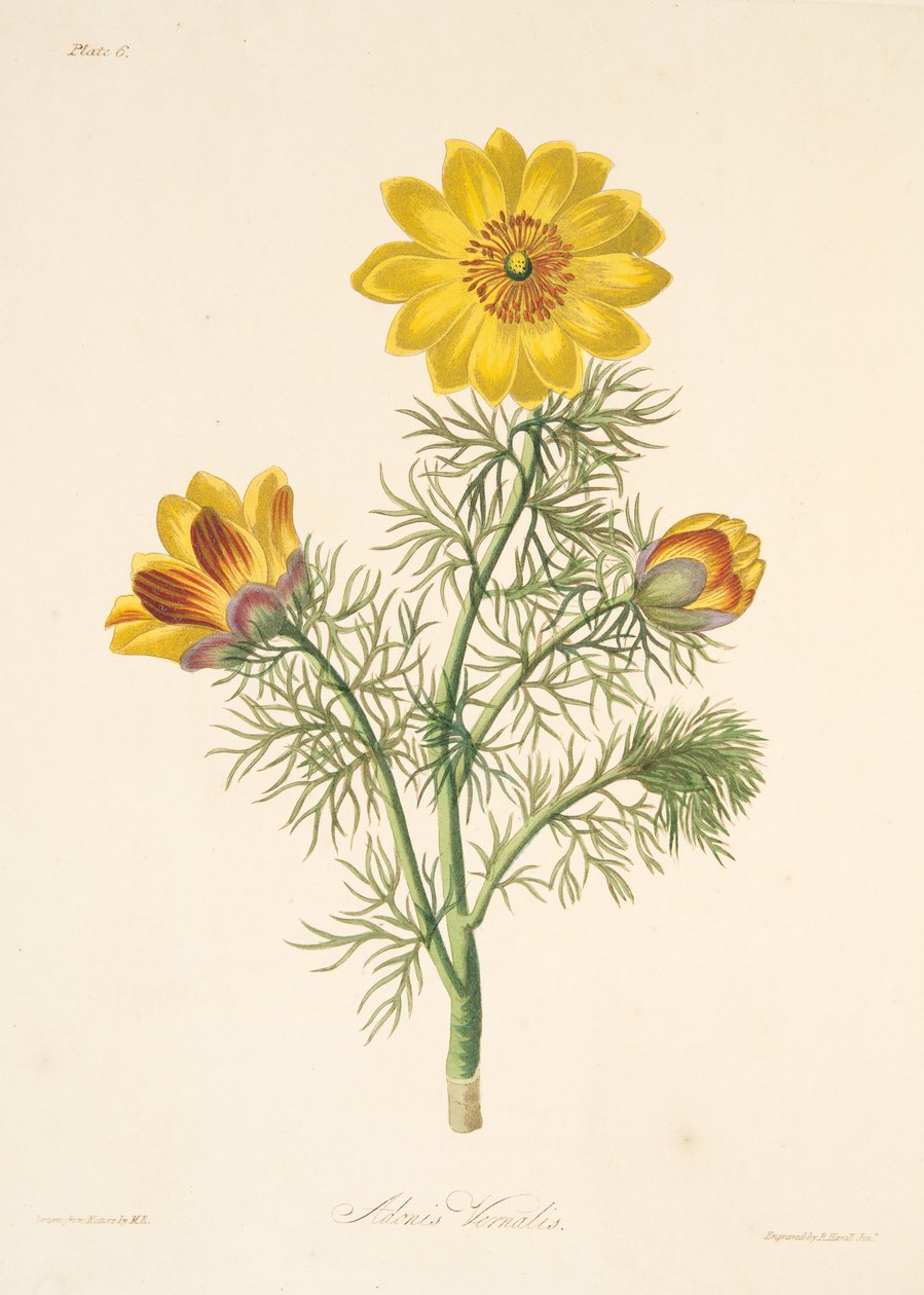 Perennial Adonis, fra Floral Illustrations of the Seasons, pub. 1829 (håndfarget gravering) av Margaret Roscoe