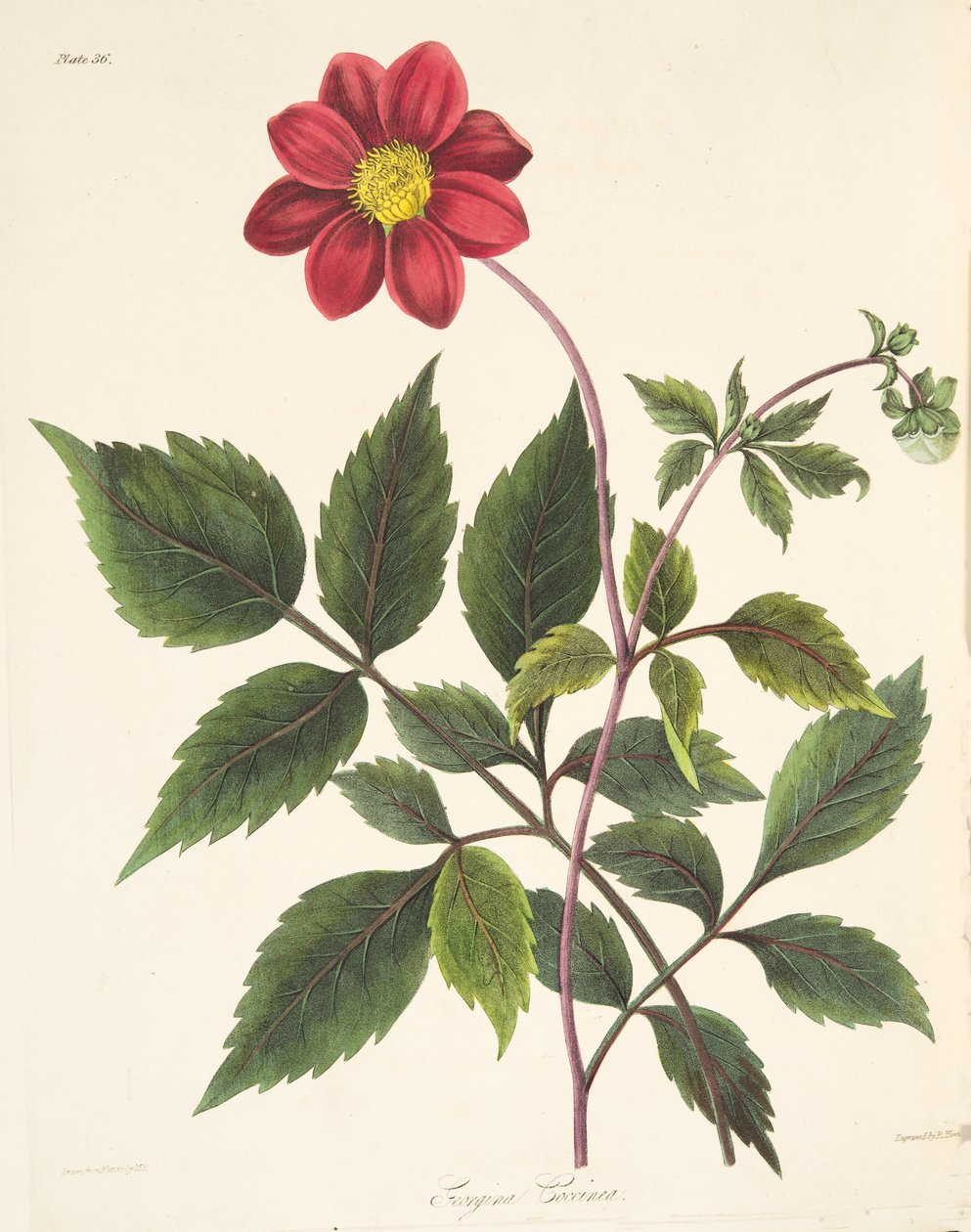 Red Dahlia, fra Floral Illustrations of the Seasons, pub. 1829 (håndfarget gravering) av Margaret Roscoe