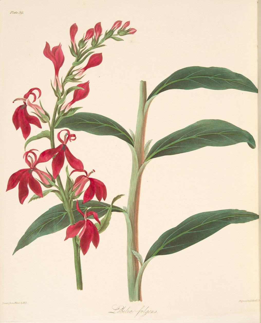 Refulgent Lobelia, fra Floral Illustrations of the Seasons, pub. 1829 (håndfarget gravering) av Margaret Roscoe