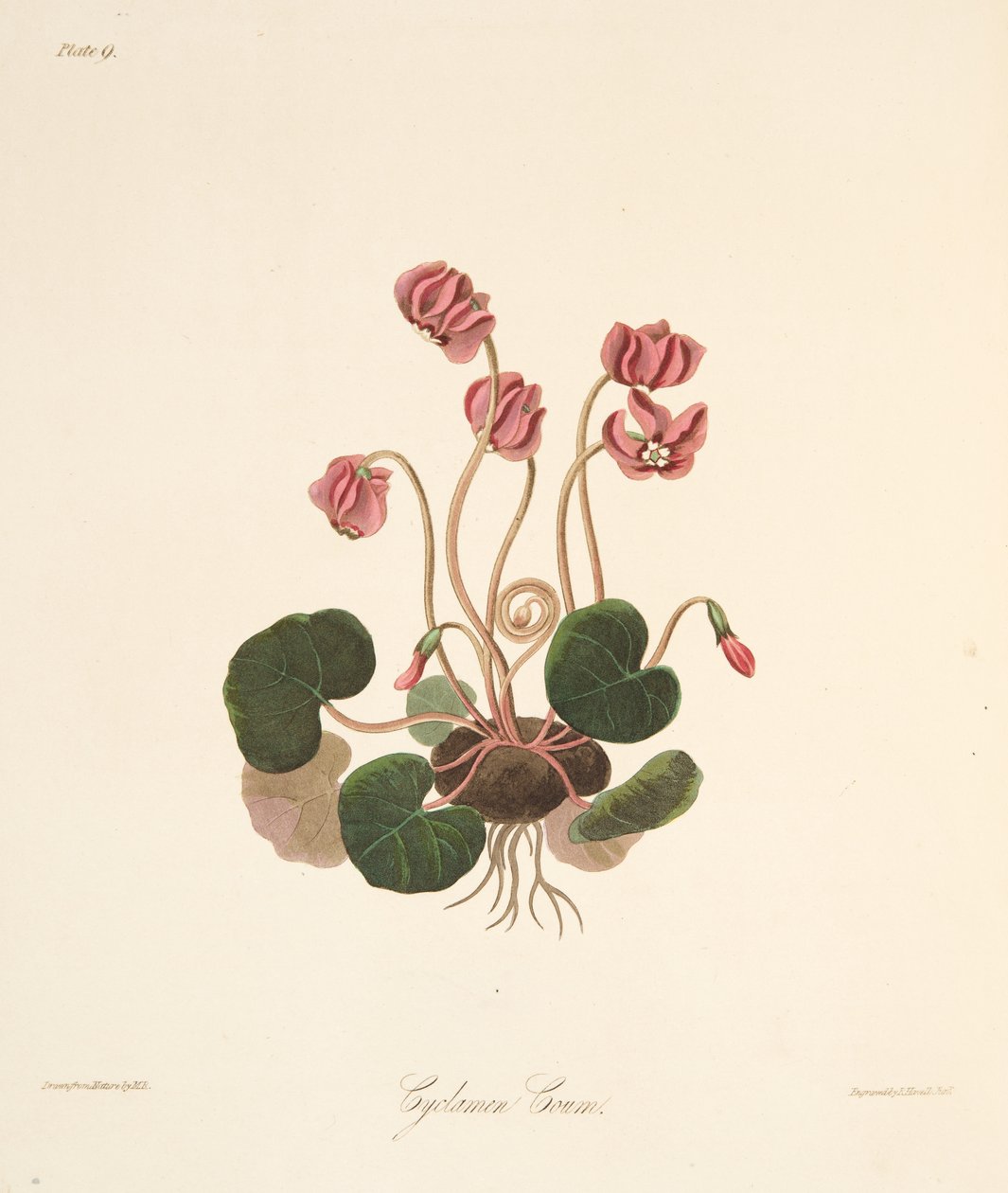 Round Leaved Cyclamen, fra Floral Illustrations of the Seasons, pub. 1829 (håndfarget gravering) av Margaret Roscoe