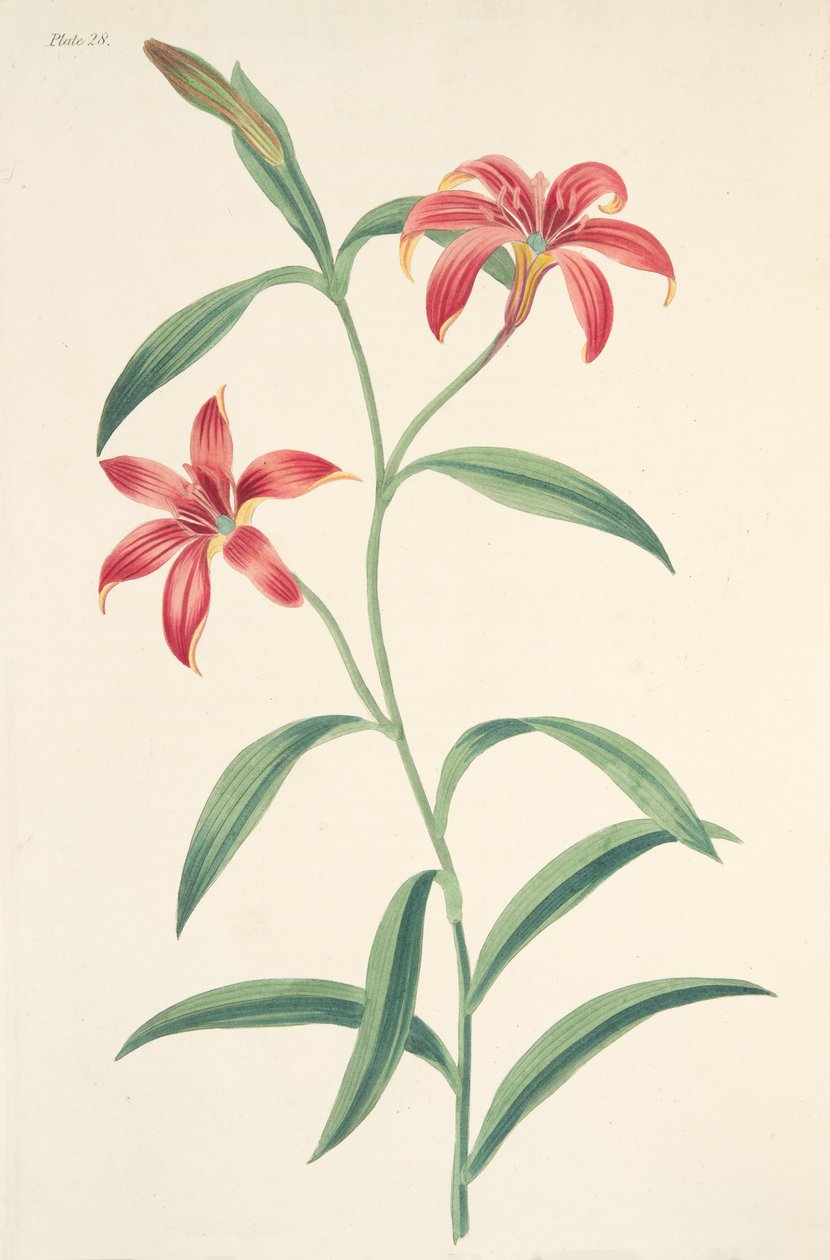 Selvfarget kinesisk lilje, fra Floral Illustrations of the Seasons, pub. 1829 (håndfarget gravering) av Margaret Roscoe