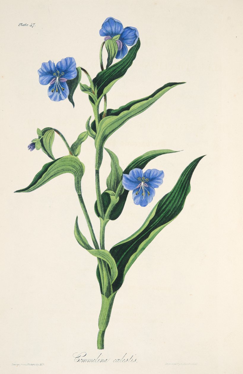 Himmelblå Commelina, fra Floral Illustrations of the Seasons, pub. 1829 (håndfarget gravering) av Margaret Roscoe