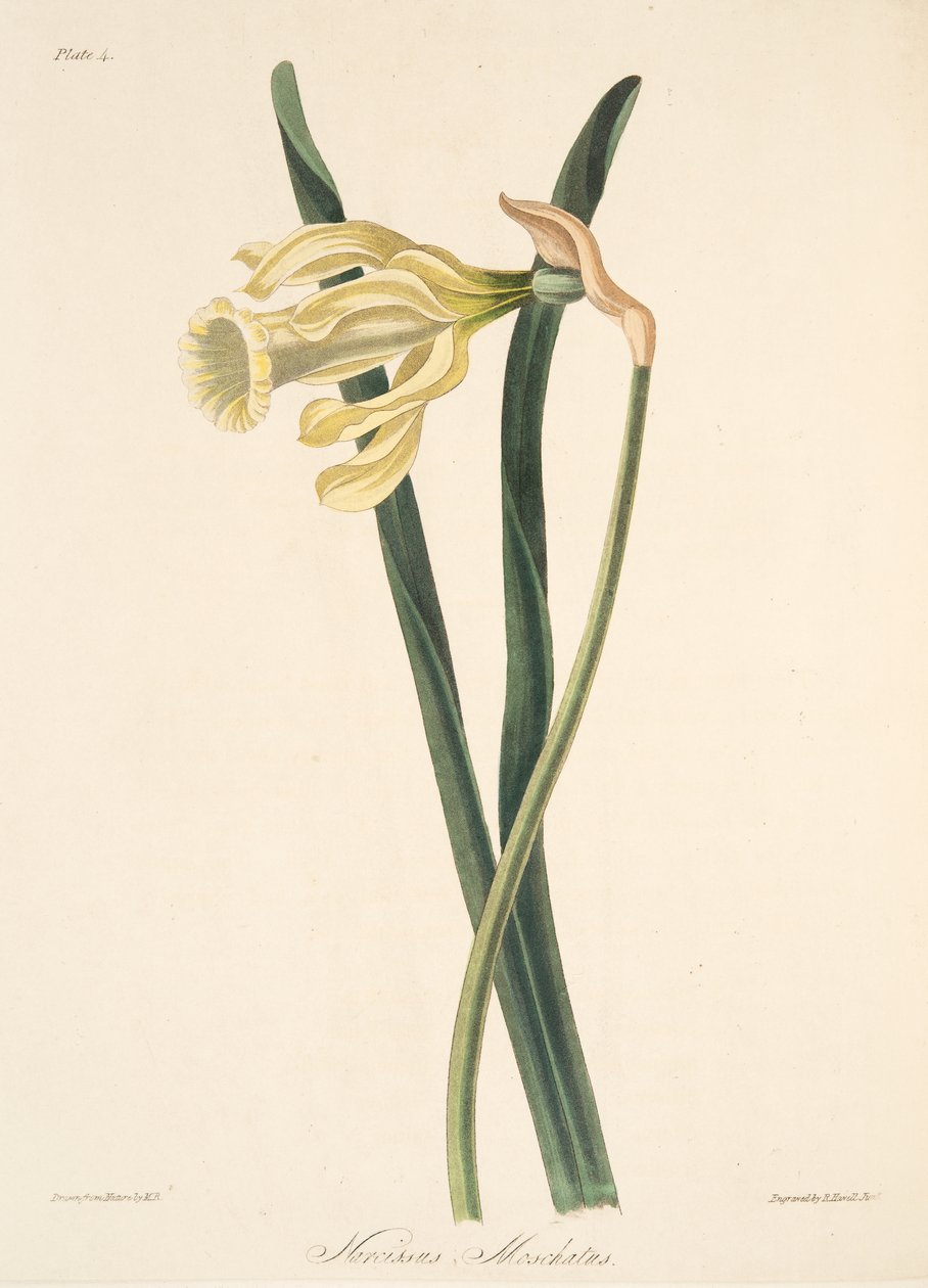 Spansk påskelilje, fra Floral Illustrations of the Seasons, pub. 1829 (håndfarget gravering) av Margaret Roscoe