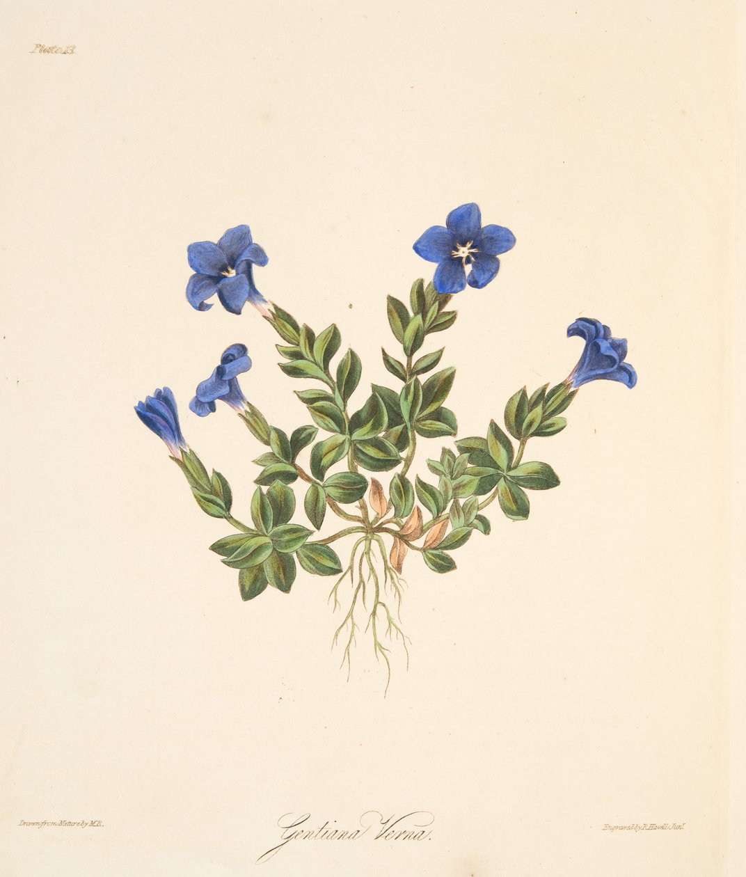 Spring Gentian, fra Floral Illustrations of the Seasons, pub. 1829 (håndfarget gravering) av Margaret Roscoe