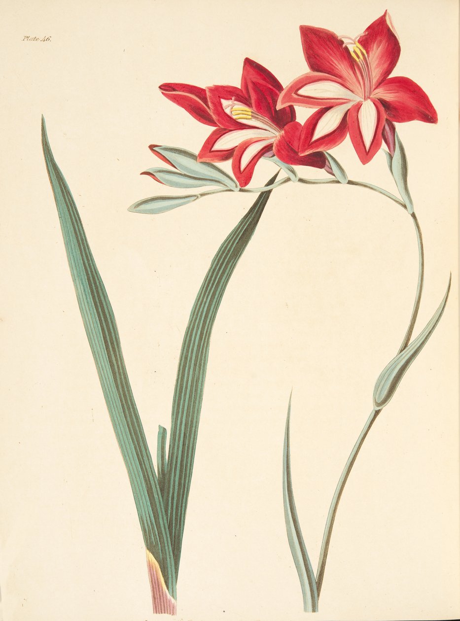 Superb Corn-Flag, fra Floral Illustrations of the Seasons, pub. 1829 (håndfarget gravering) av Margaret Roscoe