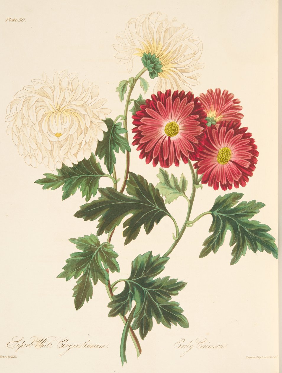Superb White Chrysanthemum and Early Red, fra Floral Illustrations of the Seasons, pub. 1829 (håndfarget gravering) av Margaret Roscoe
