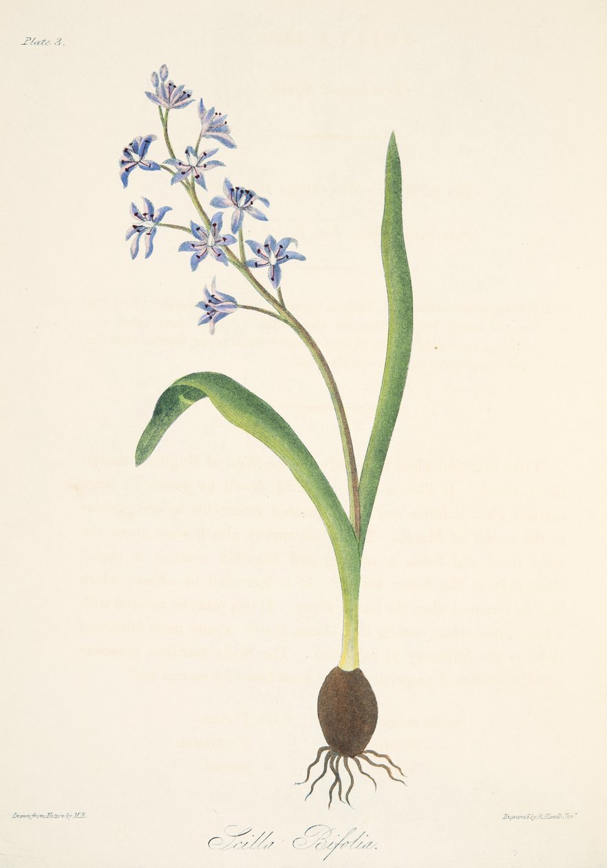 Two-leaved Squill, fra Floral Illustrations of the Seasons, pub. 1829 (håndfarget gravering) av Margaret Roscoe