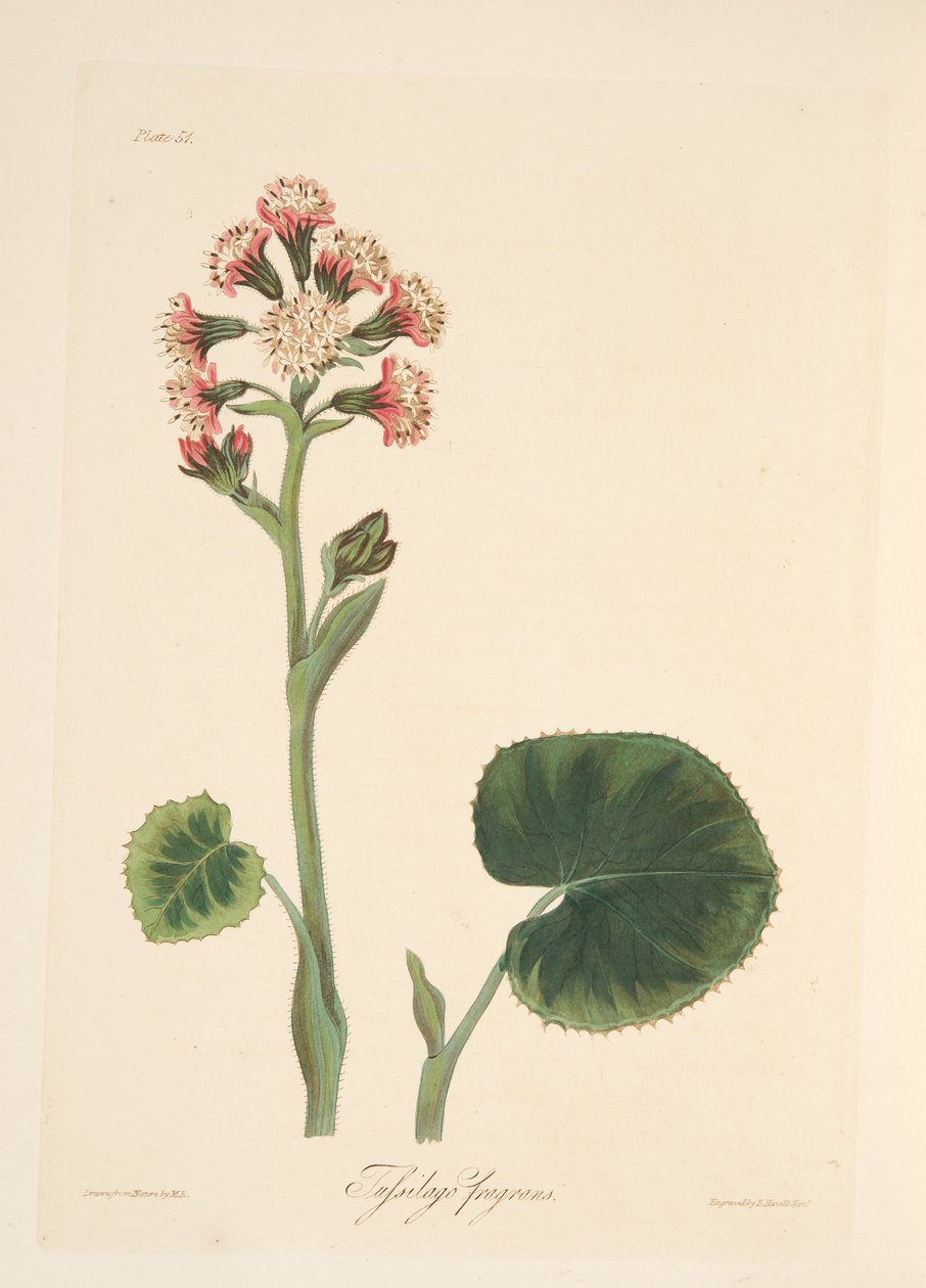 Winter Heliotrope, fra Floral Illustrations of the Seasons, pub. 1829 (håndfarget gravering) av Margaret Roscoe