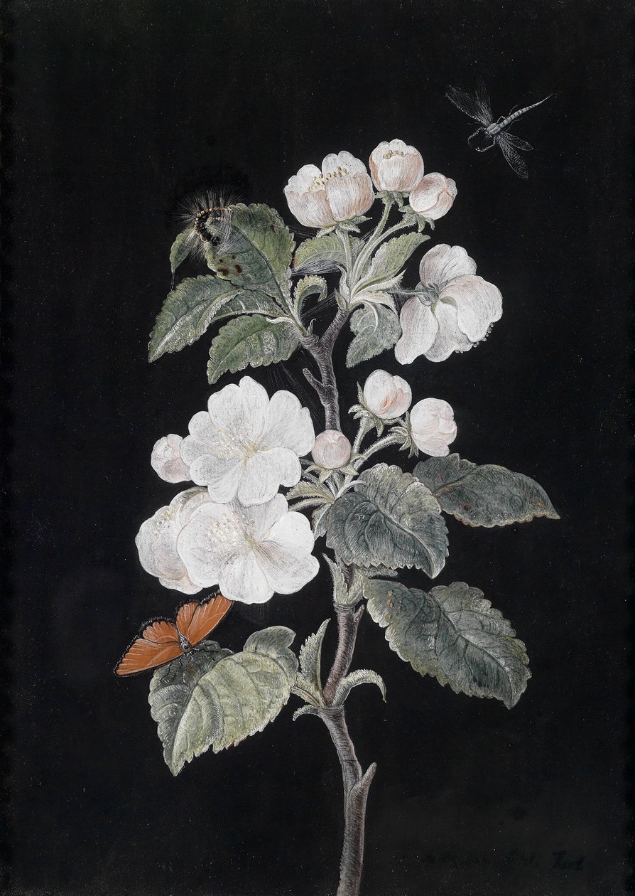 Eple blomstrer med sommerfugler av Margaretha Barbara Dietzsch