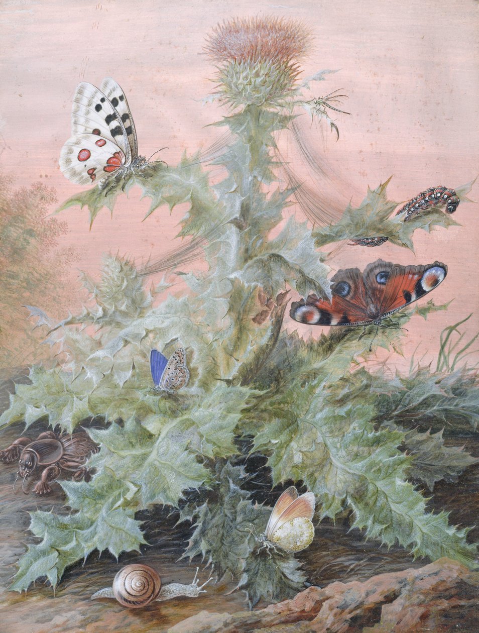 Insekter rundt en tistel, 1700 av Margaretha Barbara Dietzsch