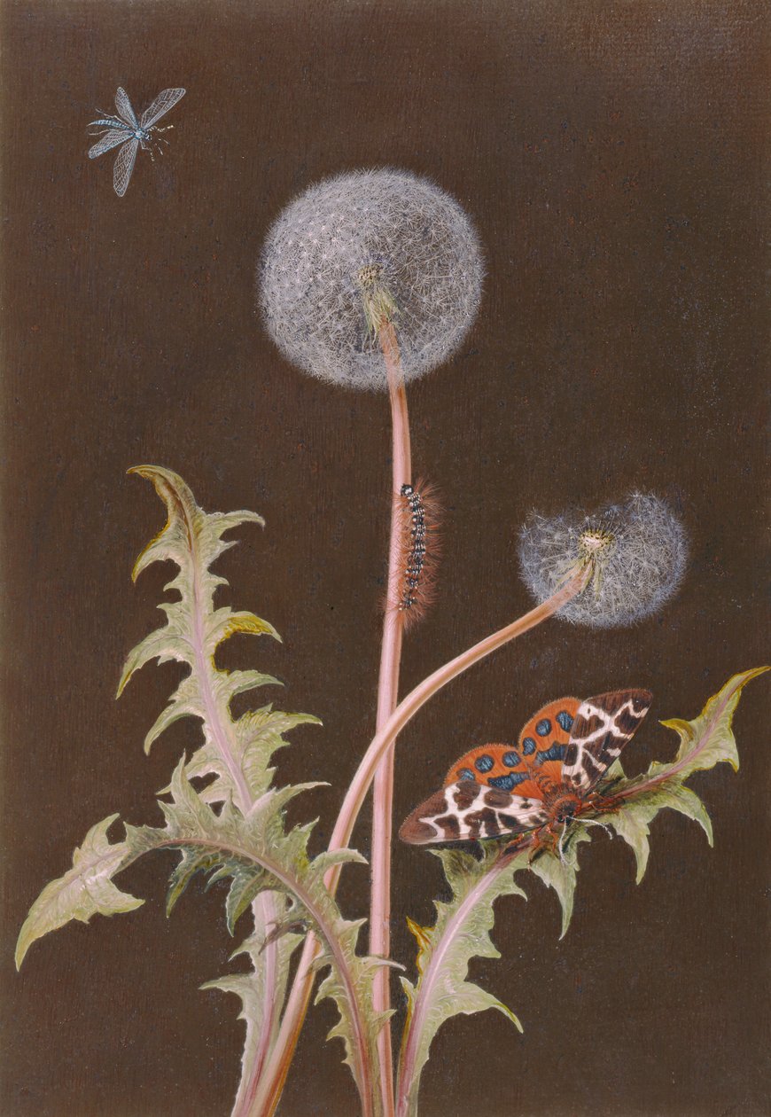 PD.380-1973 Løvetann (Taraxacum officinale) med insekter (wc og gouache på kort) av Margaretha Barbara Dietzsch