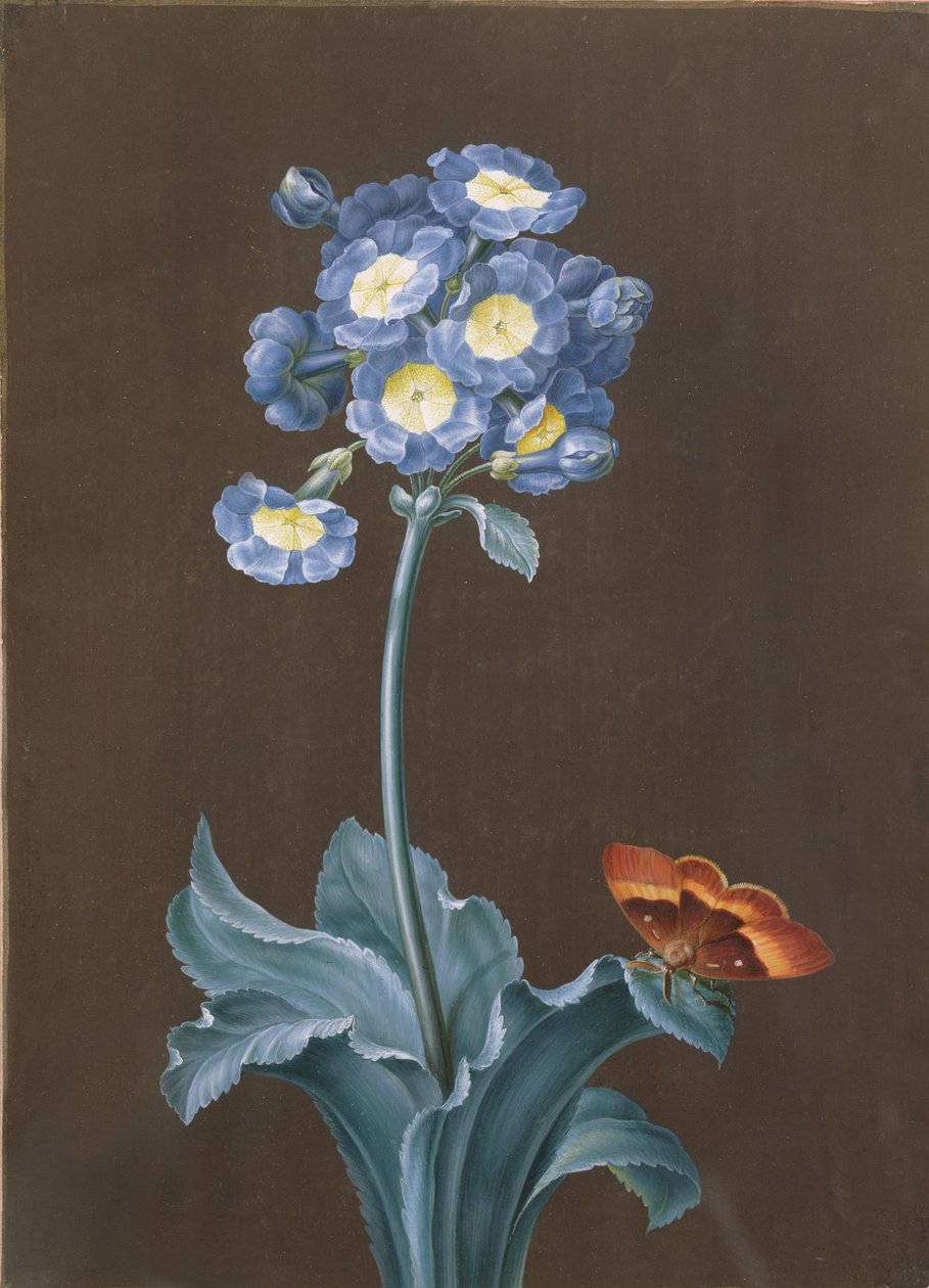 Primula Auricula med møll (gouache) av Margaretha Barbara Dietzsch