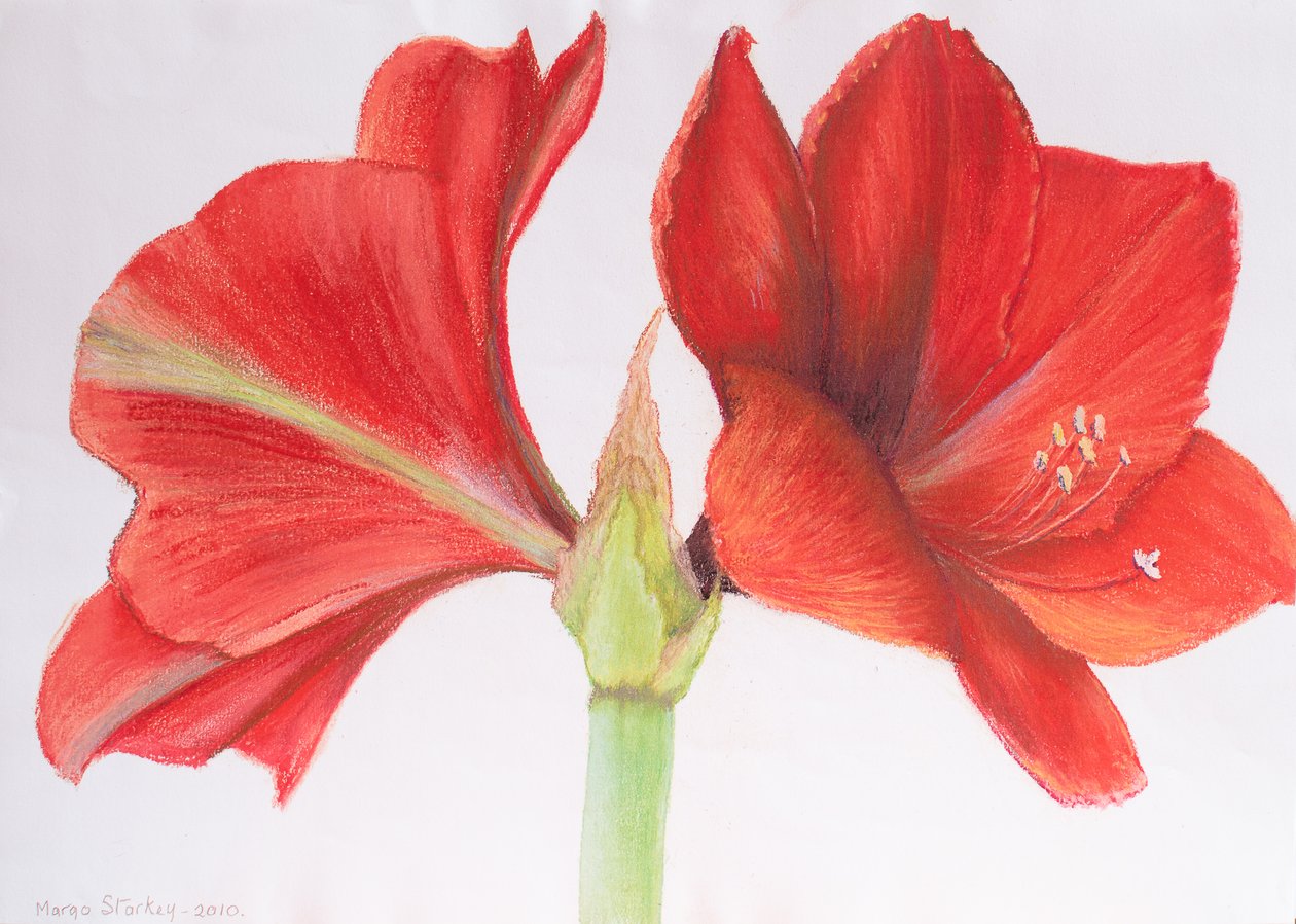 Amaryllis, 2015 (pastell) av Margo Starkey