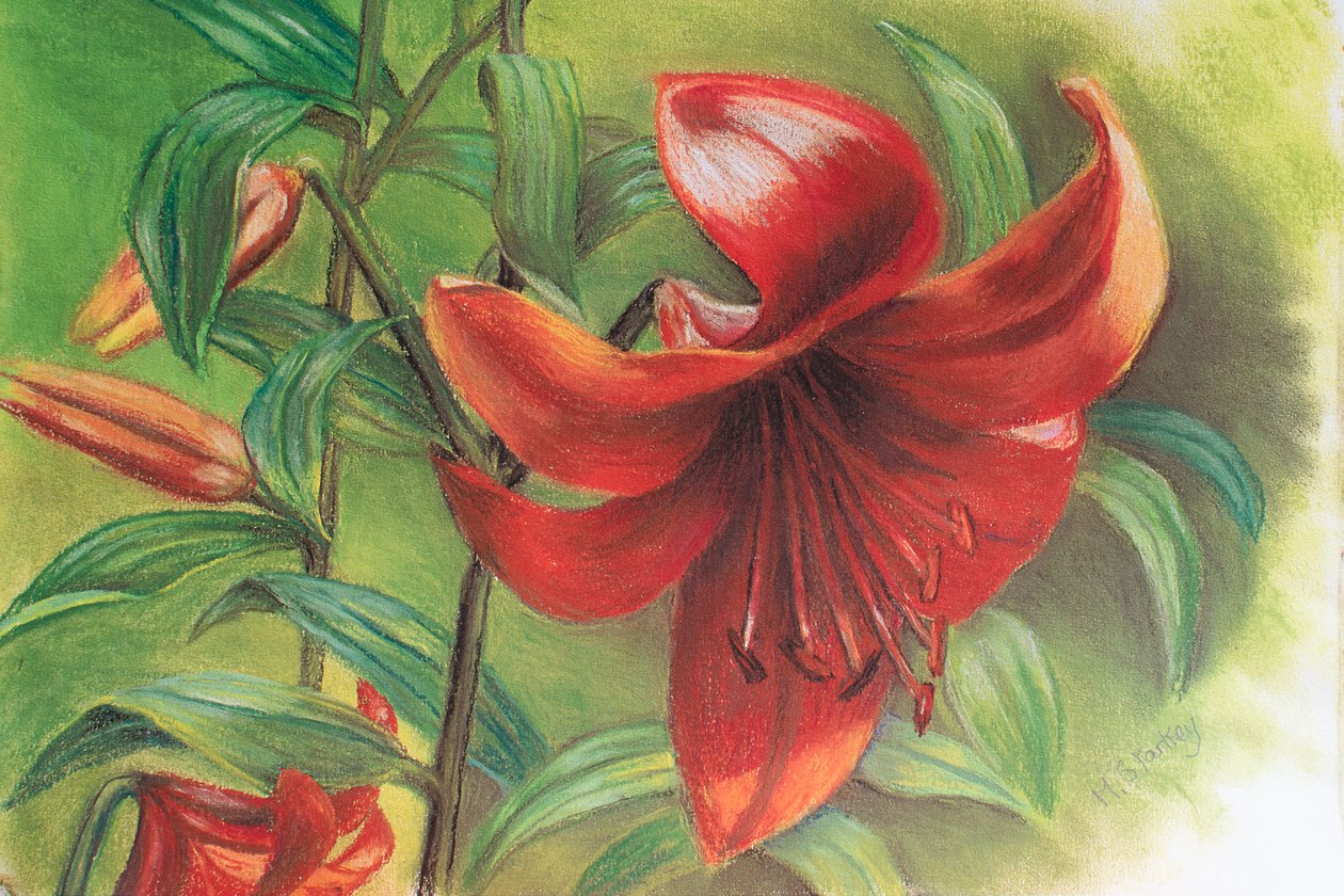 Lilium, 2017 (pastell) av Margo Starkey