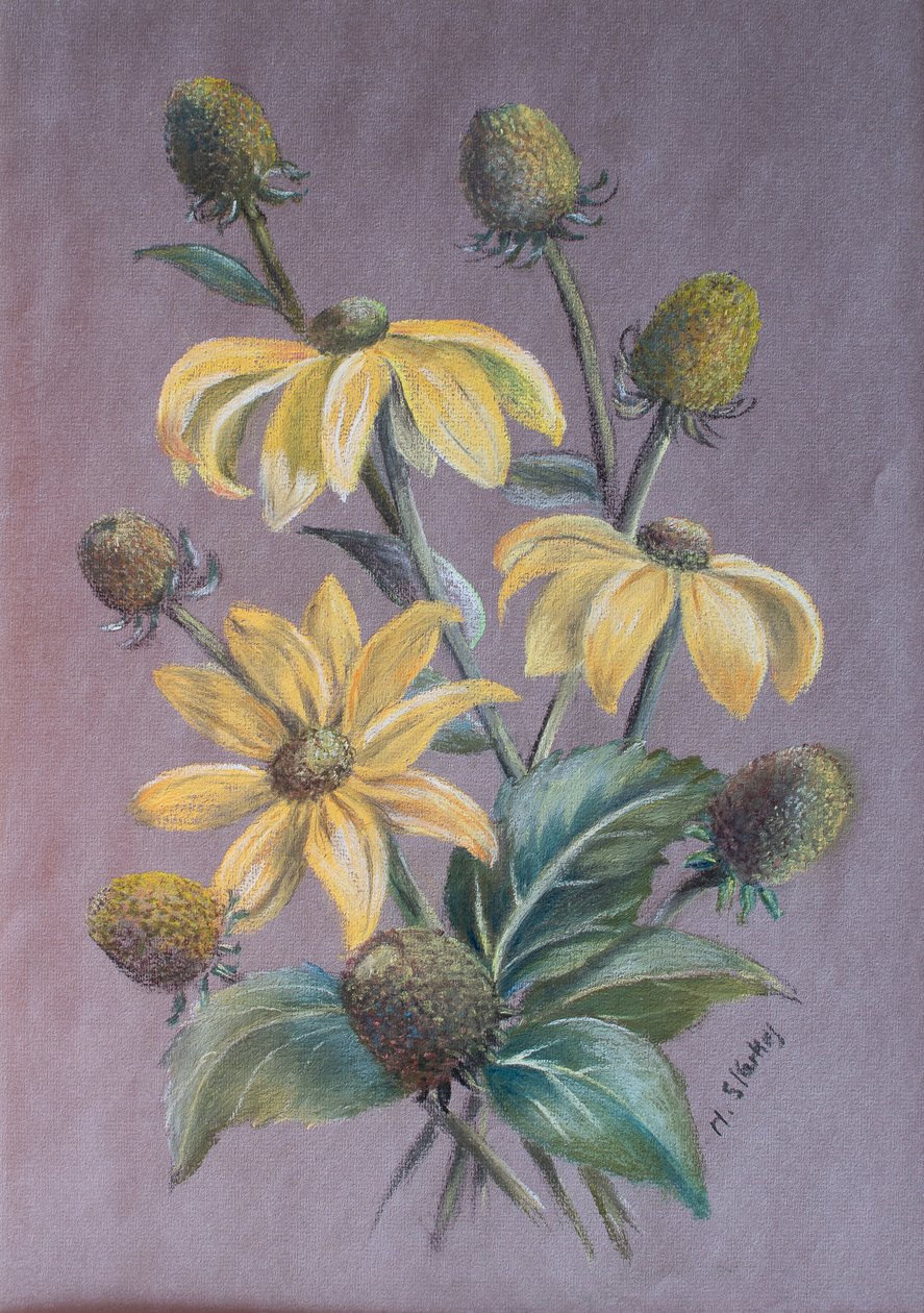 Rudbeckia, 2014 (pastell) av Margo Starkey