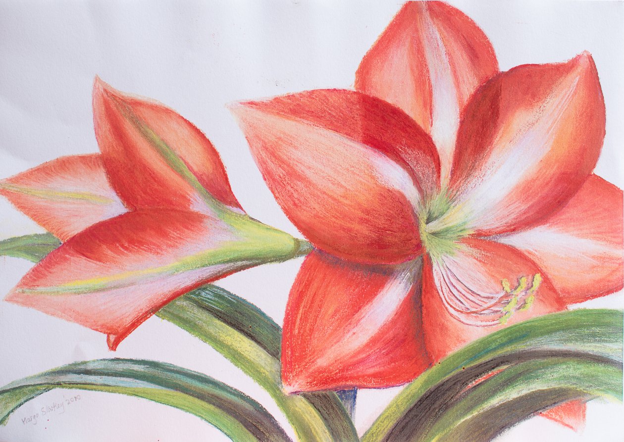 Variegated Lily, 2016 (pastell) av Margo Starkey