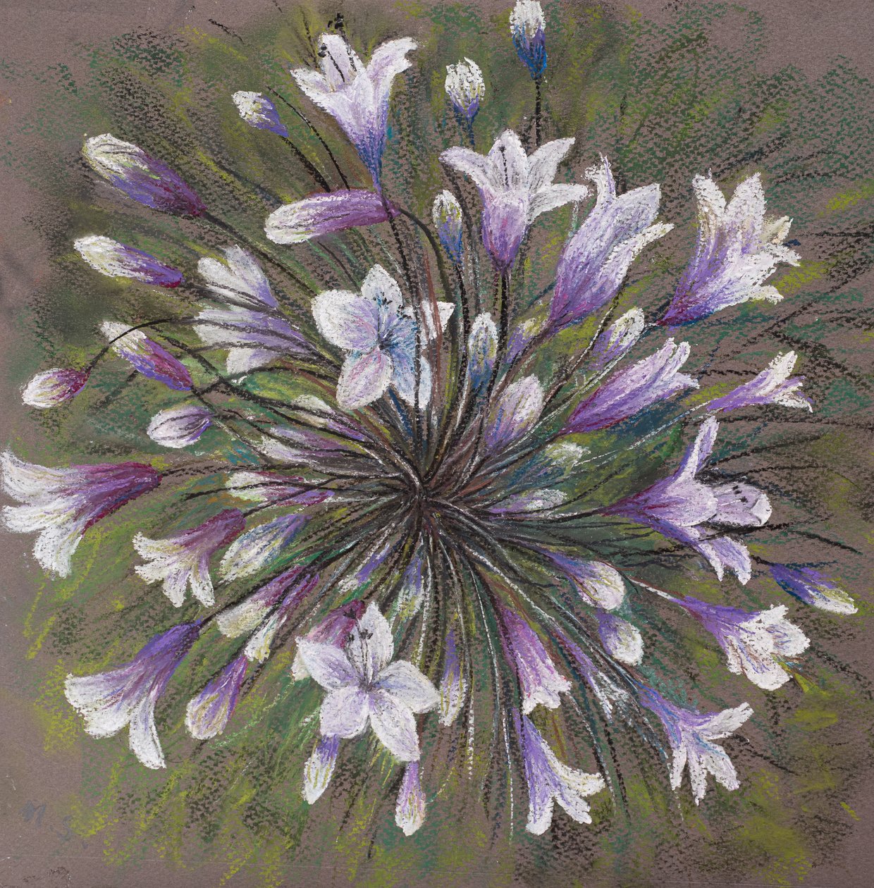Agapanthus av Margo Starkey