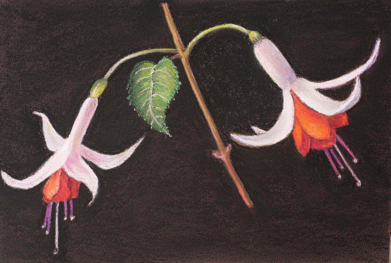 Fuchsia fra hagen min av Margo Starkey