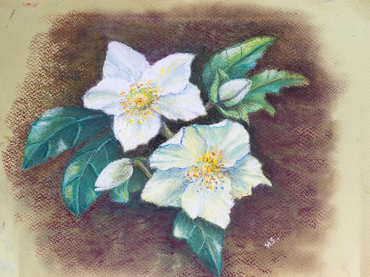 Helleborus, 2020 (pastell) av Margo Starkey