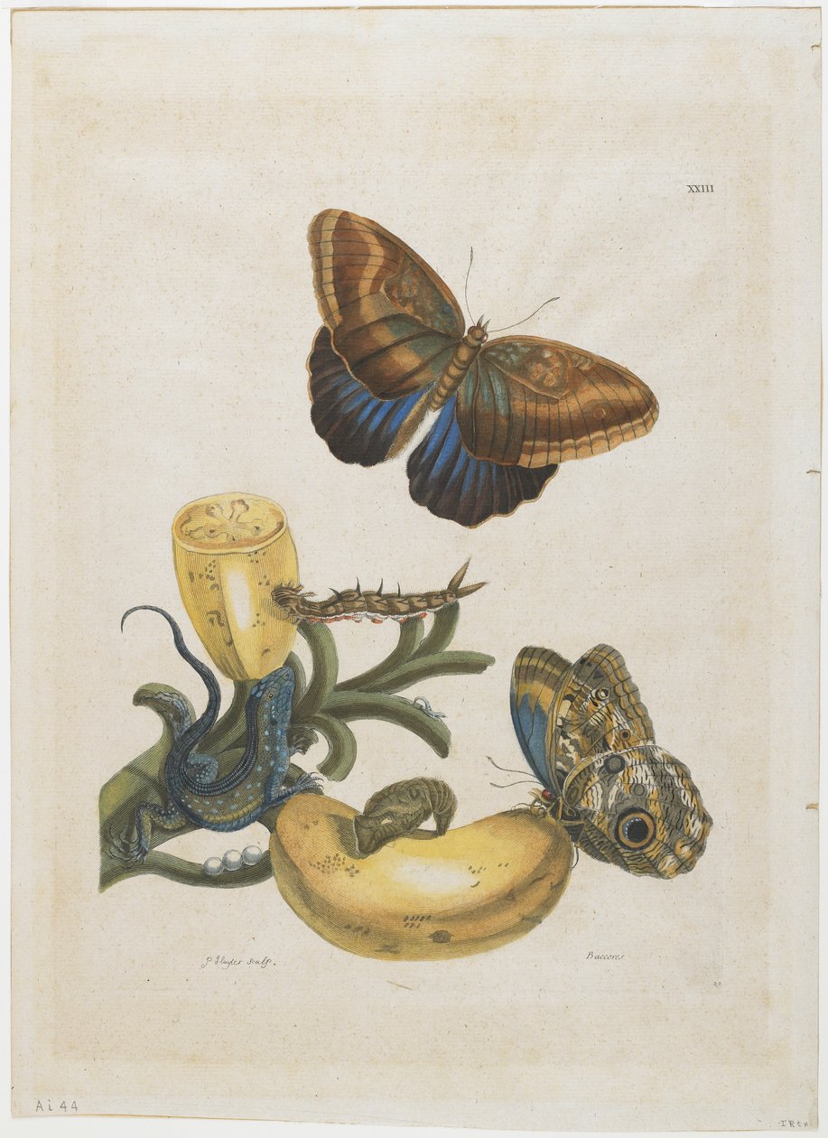 Bananer og blå øgle, 1705-71 (håndfarget etsning og gravering) av Maria Sibylla Merian
