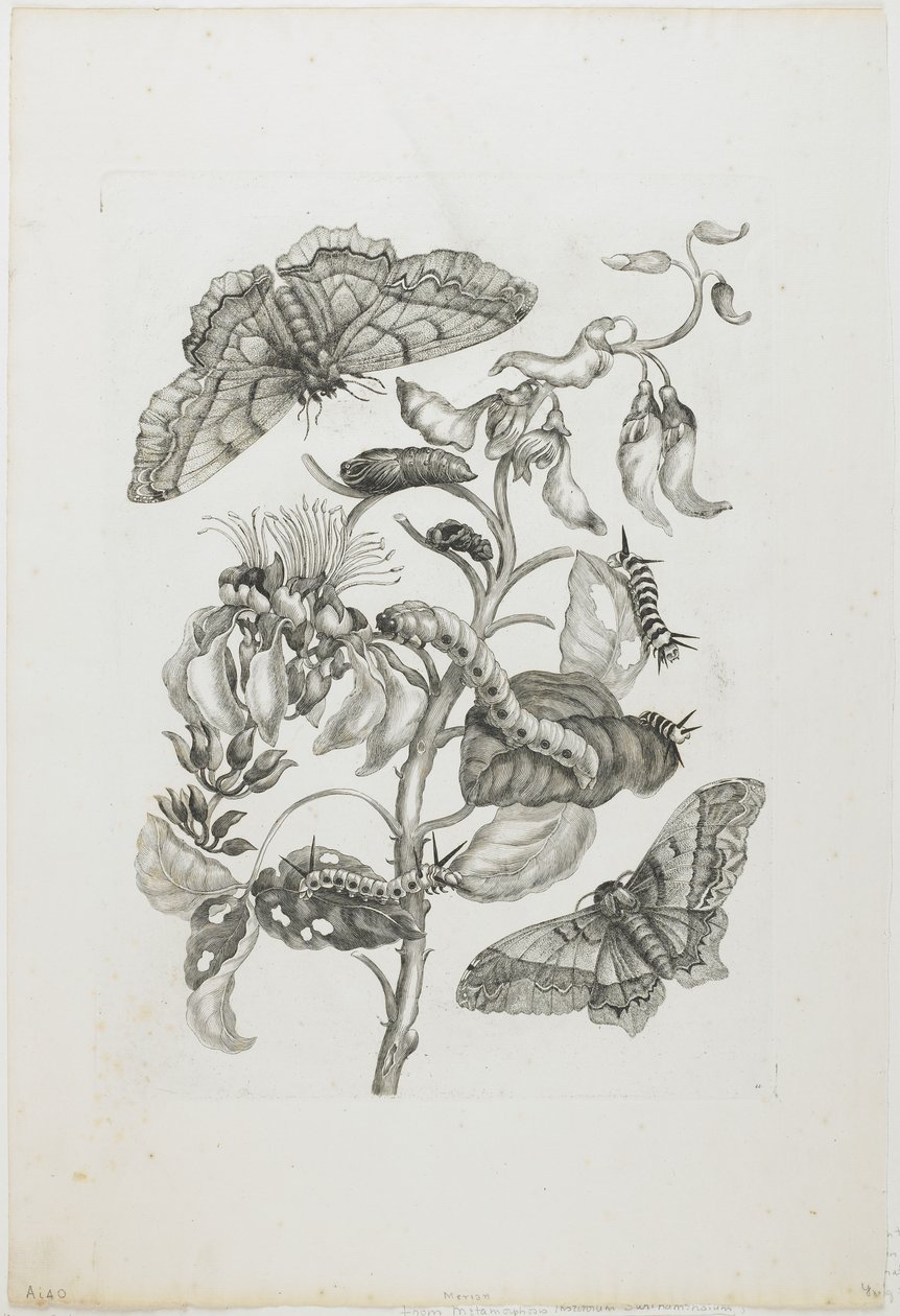 Larver, sommerfugler og blomst, 1705-71 (etsing og gravering) av Maria Sibylla Merian