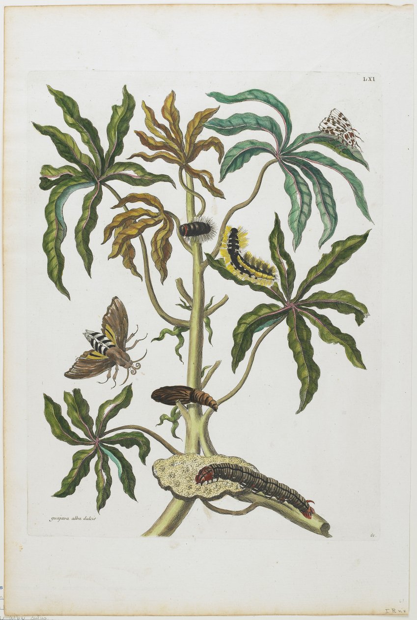 Larver og insekter med løvverk, 1705-71 (håndfarget etsing og gravering) av Maria Sibylla Merian