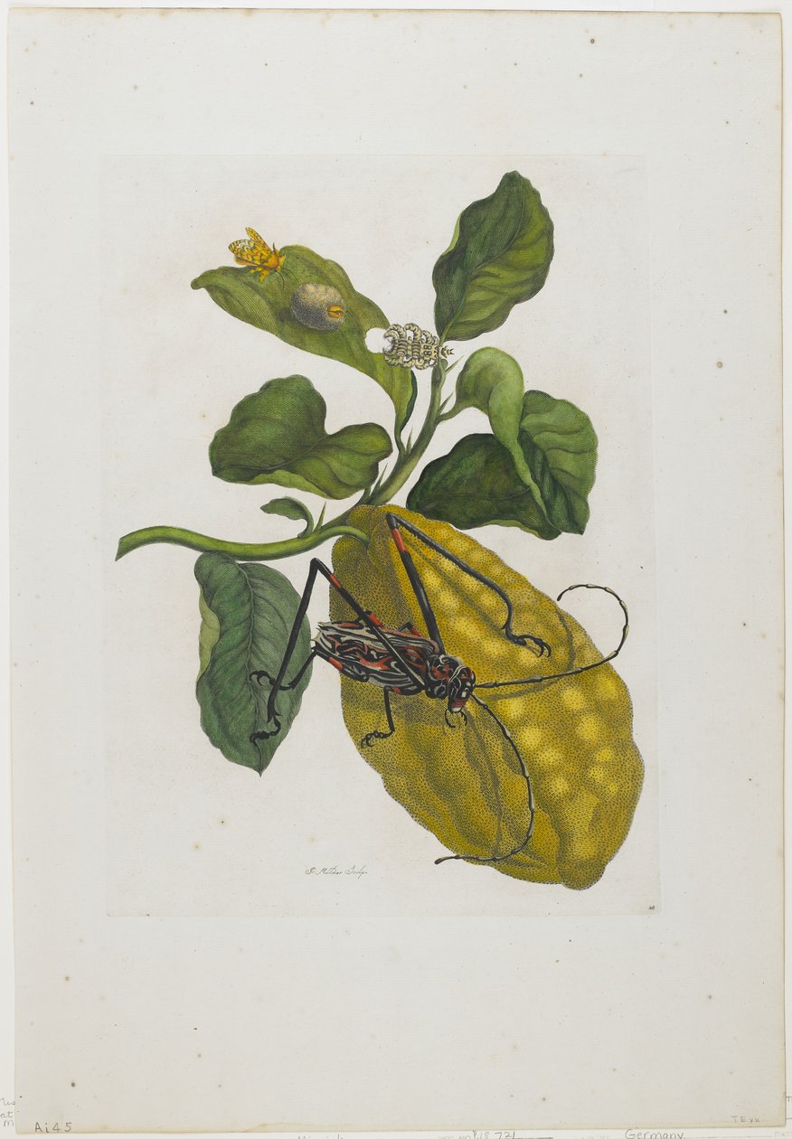Sitrusfrukt og bille, 1705-71 (håndfarget etsning og gravering) av Maria Sibylla Merian