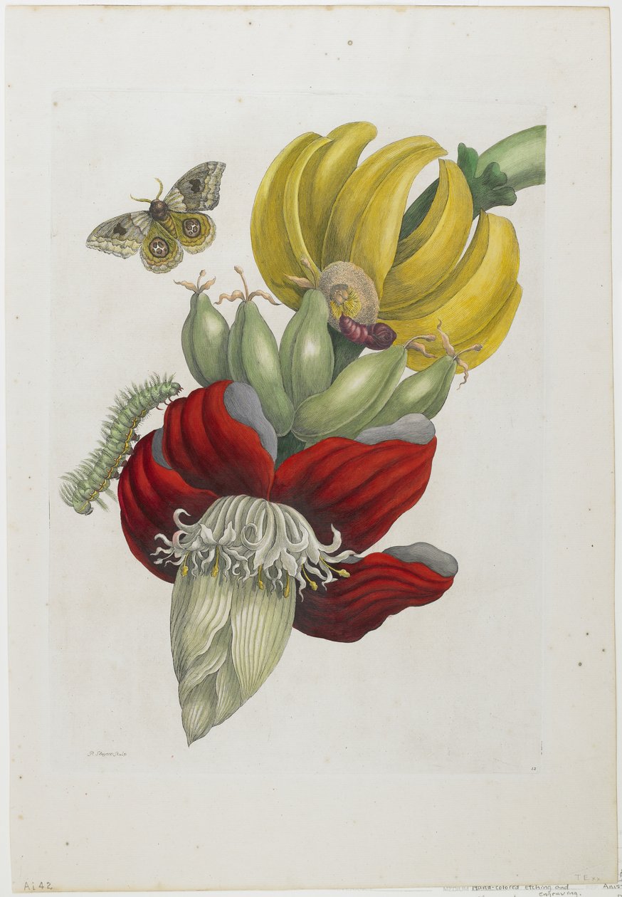 Blomsterstand av banan, 1705 (håndfarget etsning og gravering) av Maria Sibylla Merian