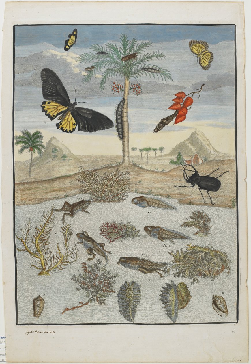 Insekter og fisk med øybakgrunn, 1705-71 (håndfarget etsning og gravering) av Maria Sibylla Merian