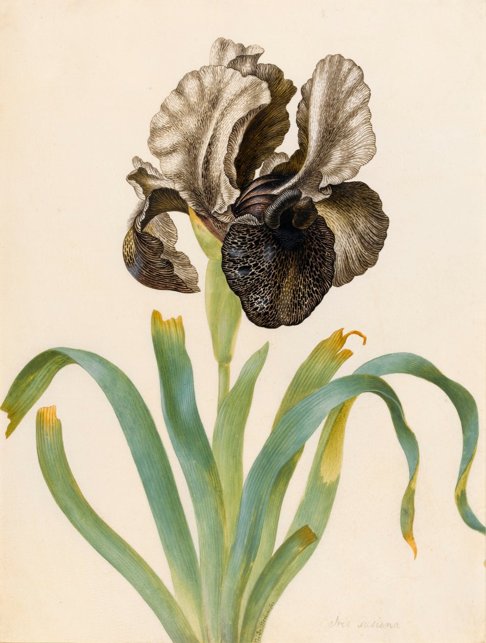 Iris Susiana (wc på vellum) av Maria Sibylla Merian