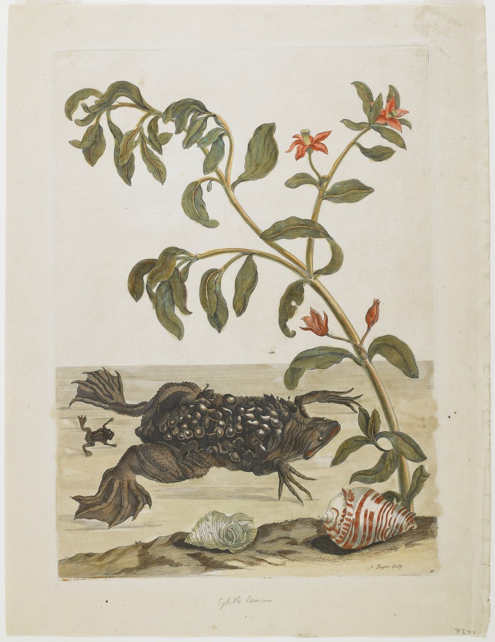 Hann-surinampadde, med egg på ryggen (avsatt der av hunn), skjell og blomstrende plante, 1705-71 (håndfarget etsning og gravering) av Maria Sibylla Merian