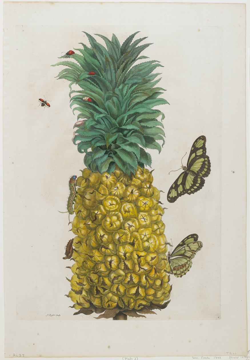 Moden ananas med sommerfugler, 1705-71 (håndfarget etsing og gravering) av Maria Sibylla Merian