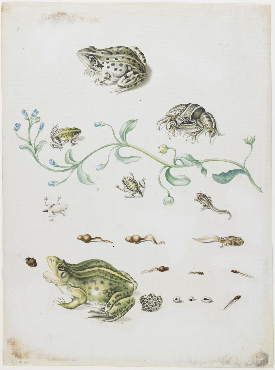 Metamorfose av en frosk og blå blomst av Maria Sibylla Merian