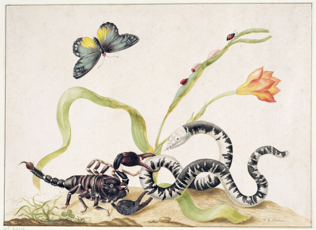 Scorpion and Snake (grafitt og wc på papir) av Maria Sibylla Merian