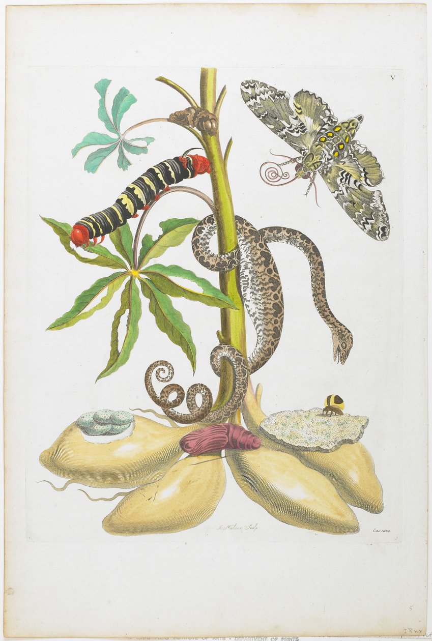 Slange, larve, sommerfugler og insekter på planter (håndfarget etsning og gravering) av Maria Sibylla Merian