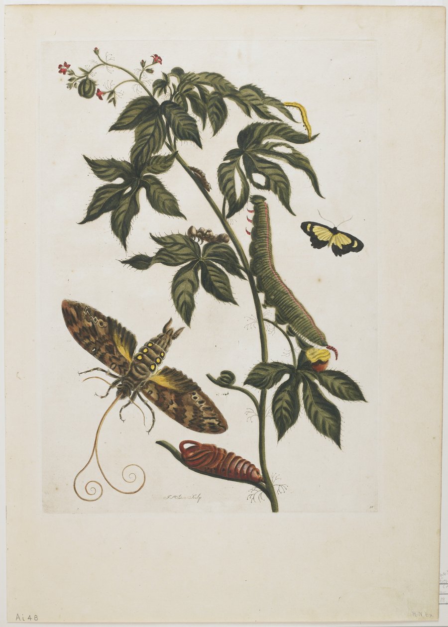 Sphinx Moth, Larve, Pupa og Flower, 1705-71 (håndfarget etsning og gravering) av Maria Sibylla Merian