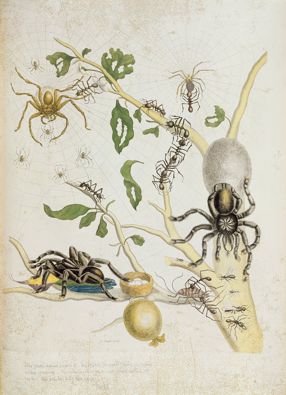 Edderkopper: Mygole, plate 18 fra 