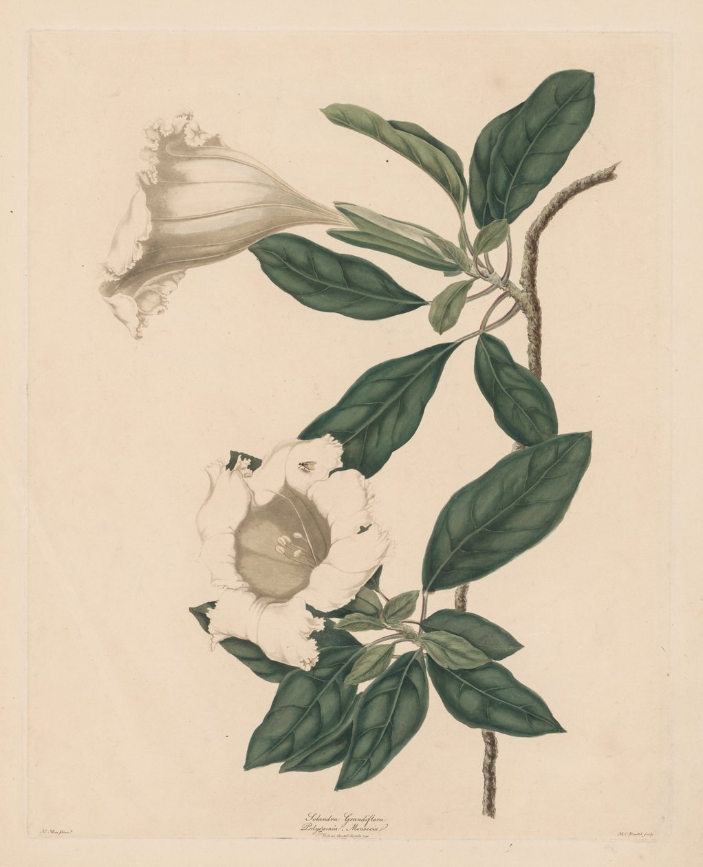 Chalice Vine av Maria Catharina Prestel