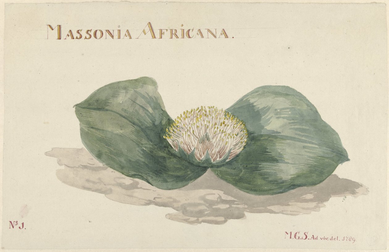 Bloem Massonia Africana MASSONIA AFRICANA (tittel på objekt) av Maria Geertruida Barbiers Snabilié