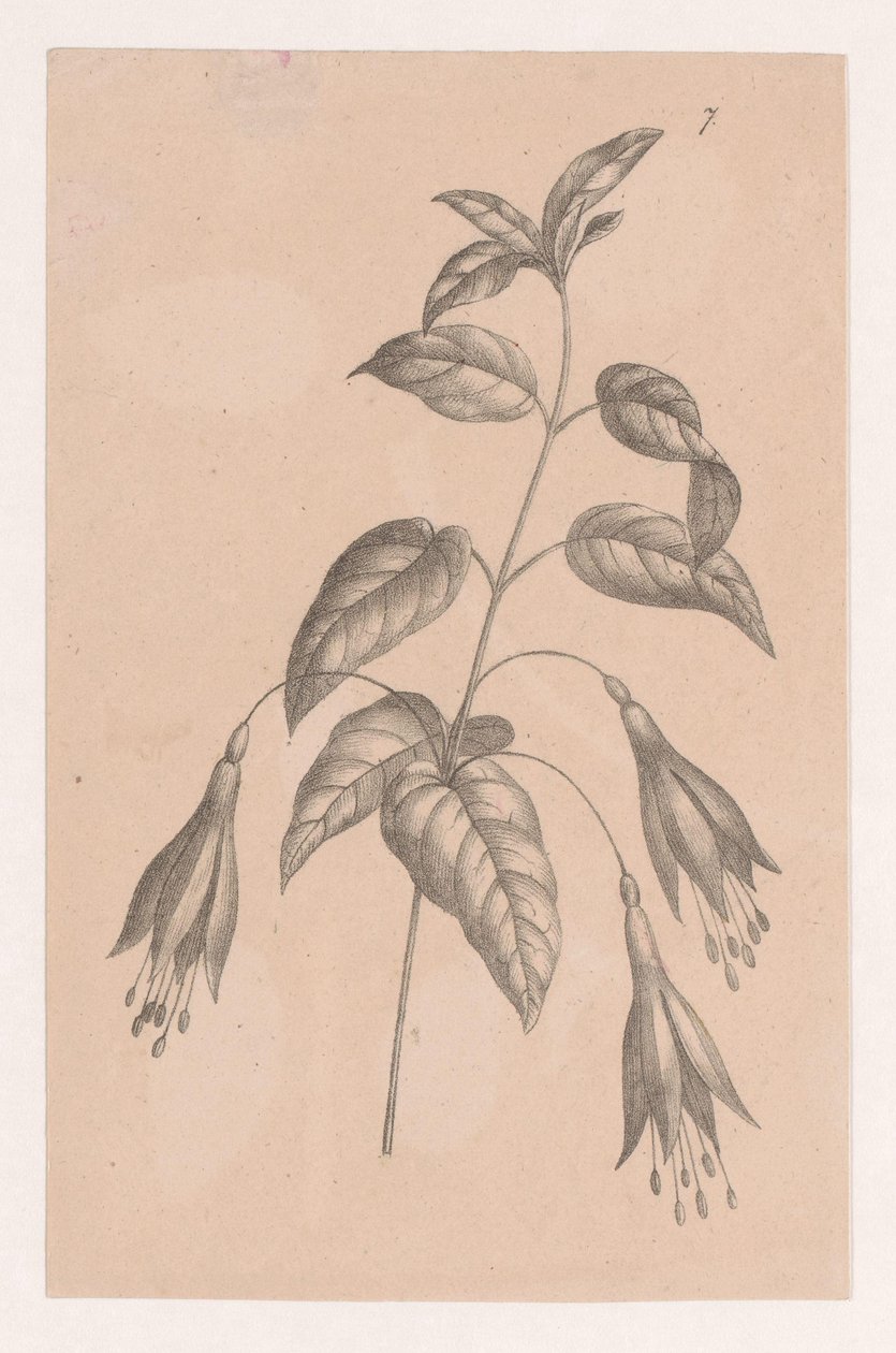 Gren med blomster av Maria Geertruida de Goeje Barbiers (attributed to)