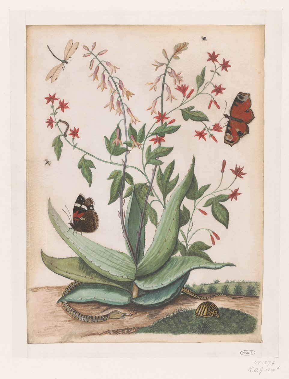 Sommerfugler, en slange og en skilpadde som omgir en blomstrende agave av Maria Moninckx