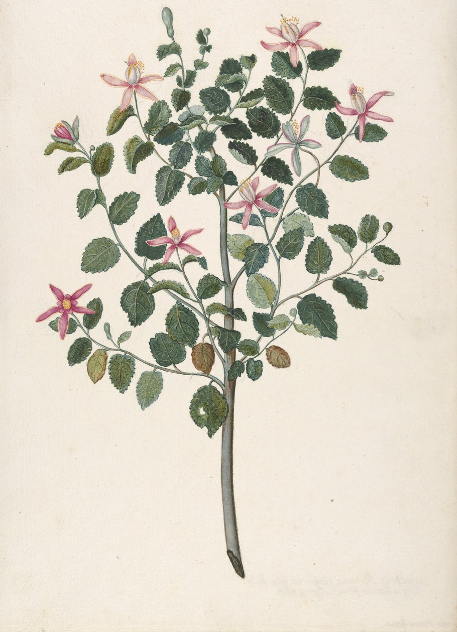 Studie av en plante med rød-lilla blomster Sebastiana africana purpurea, 1695. av Maria Monninckx
