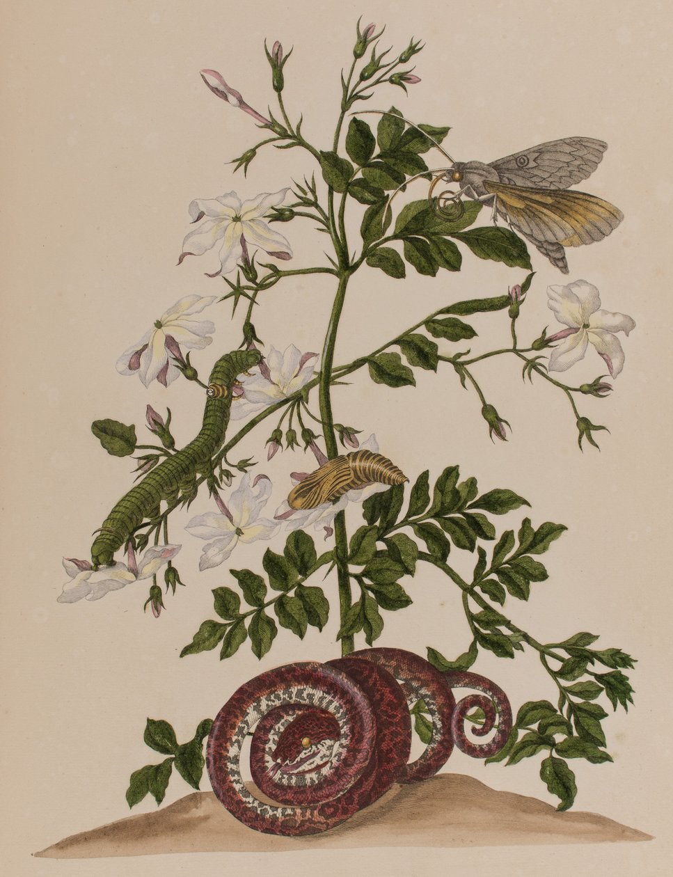 Illustrasjon fra 'Metamorphosis insectorum Surinamensium. Ofte Change of Surinamese Insects', utgitt i 1705 (farget gravering) av Maria Sibylla Graff (after) Merian