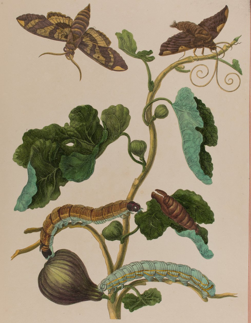 Illustrasjon fra 'Metamorphosis insectorum Surinamensium. Ofte Change of Surinamese Insects', utgitt i 1705 (farget gravering) av Maria Sibylla Graff (after) Merian