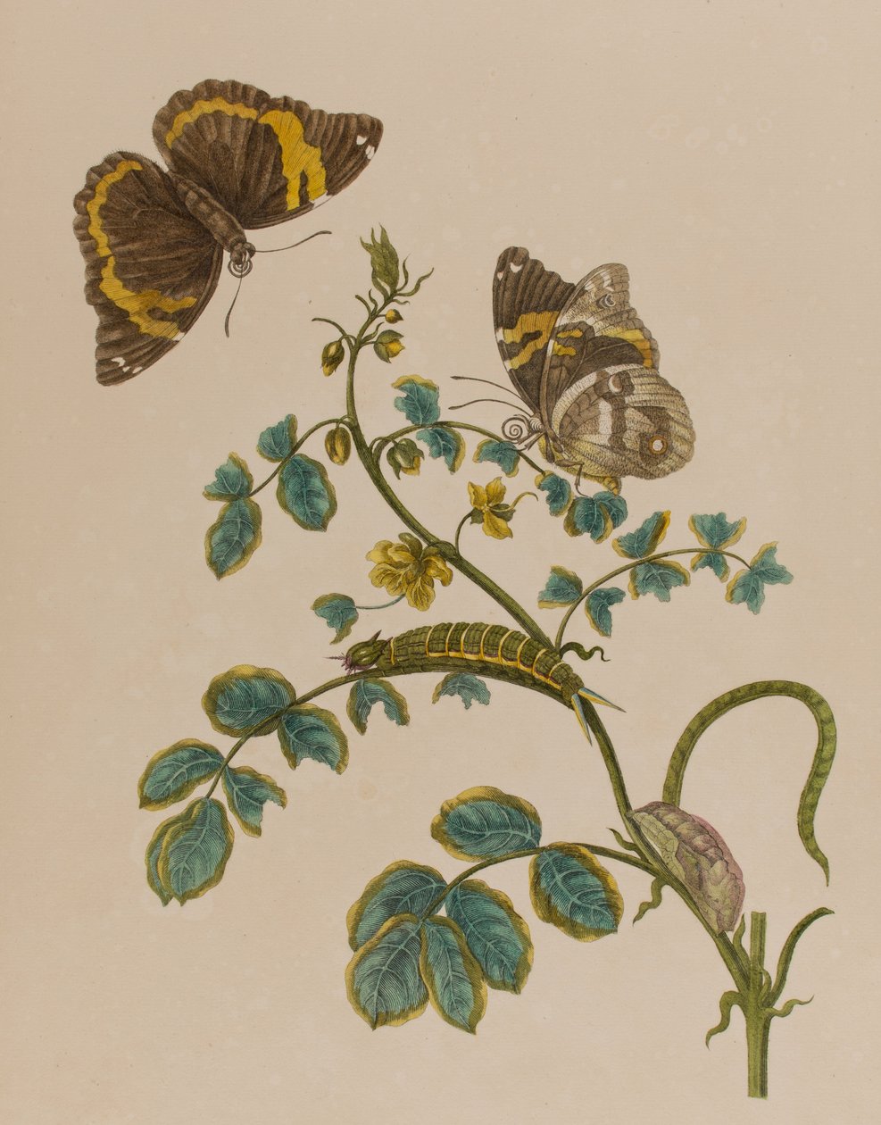 Illustrasjon fra 'Metamorphosis insectorum Surinamensium. Ofte Change of Surinamese Insects', utgitt i 1705 (farget gravering) av Maria Sibylla Graff (after) Merian