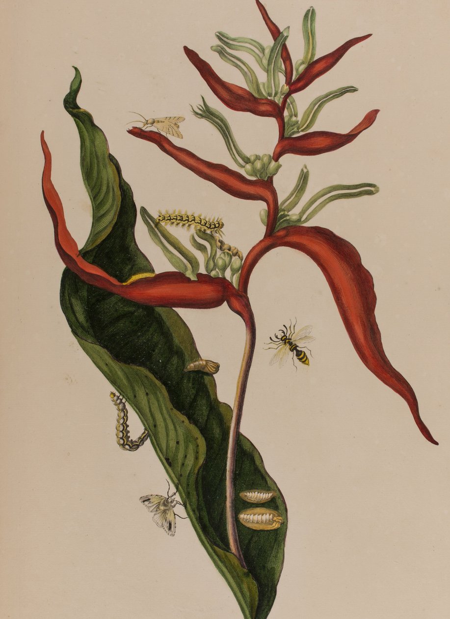 Illustrasjon fra 'Metamorphosis insectorum Surinamensium. Ofte Change of Surinamese Insects', utgitt i 1705 (farget gravering) av Maria Sibylla Graff (after) Merian