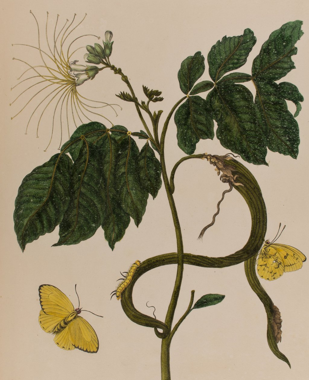 Illustrasjon fra 'Metamorphosis insectorum Surinamensium. Ofte Change of Surinamese Insects', utgitt i 1705 (farget gravering) av Maria Sibylla Graff (after) Merian