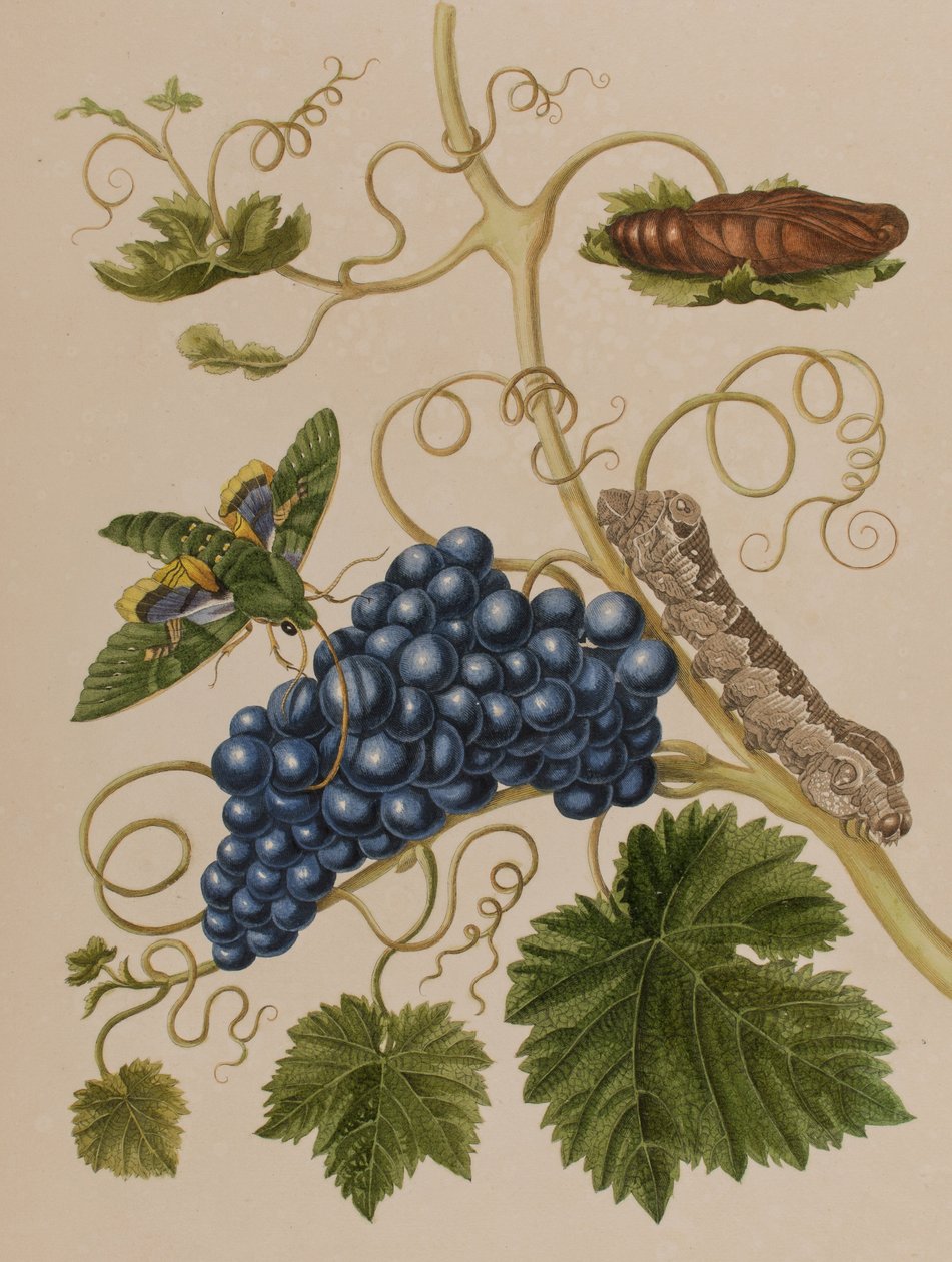 Illustrasjon fra 'Metamorphosis insectorum Surinamensium. Ofte Change of Surinamese Insects', utgitt i 1705 (farget gravering) av Maria Sibylla Graff (after) Merian