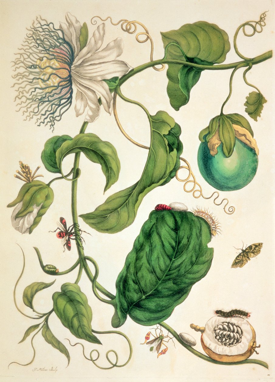 Tallerken fra 'Metamorphosis Insectorum Surinamensium' av Maria Sibylla Graff (after) Merian
