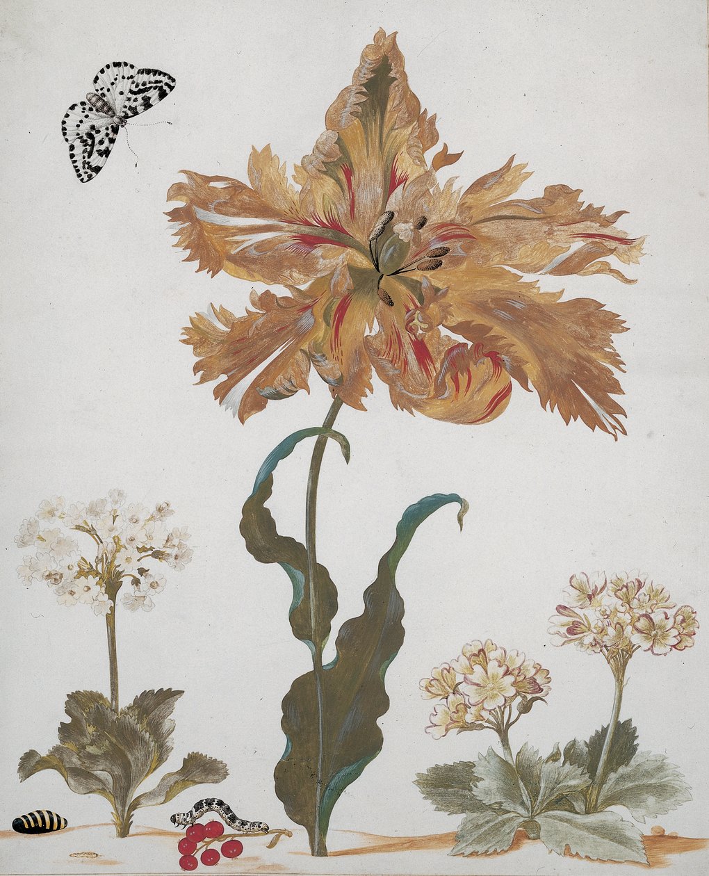 En papegøyetulipan, Auriculas, røde rips, med en skjæremøll, dens larve og puppe, ca. 1670 av Maria Sibylla Merian